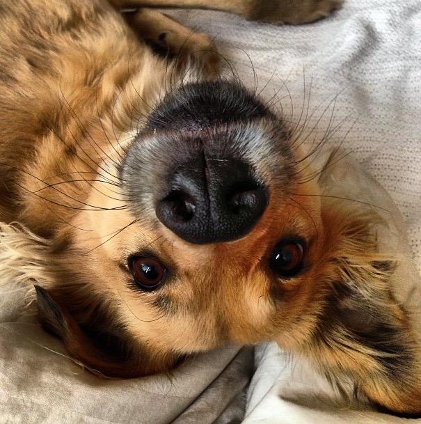Dog inverted