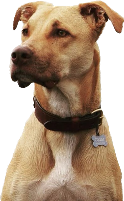serious dog