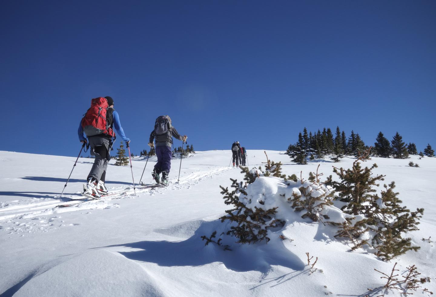 A group of people ski touring