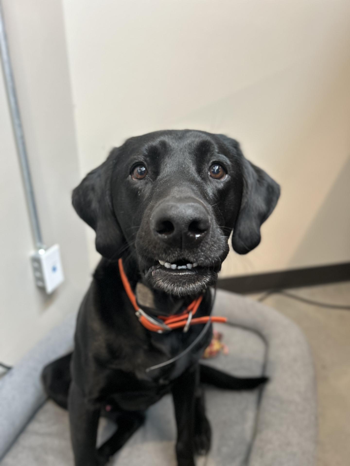black lab with funny expression
