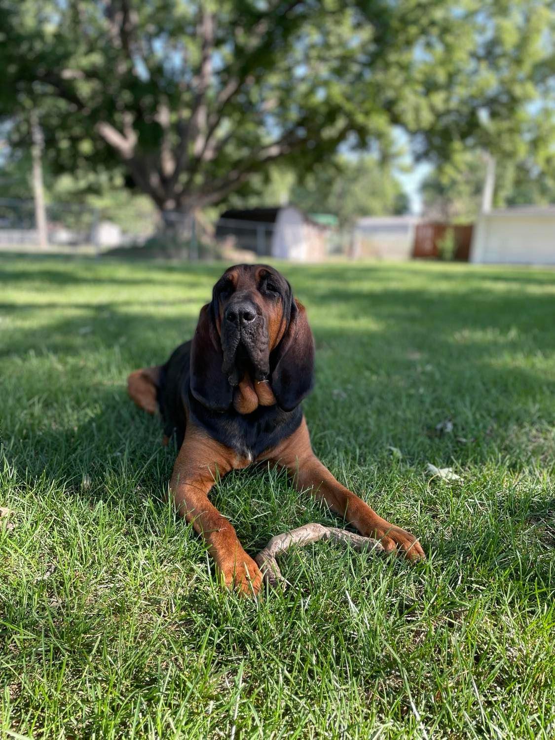 bloodhound lounging in grass