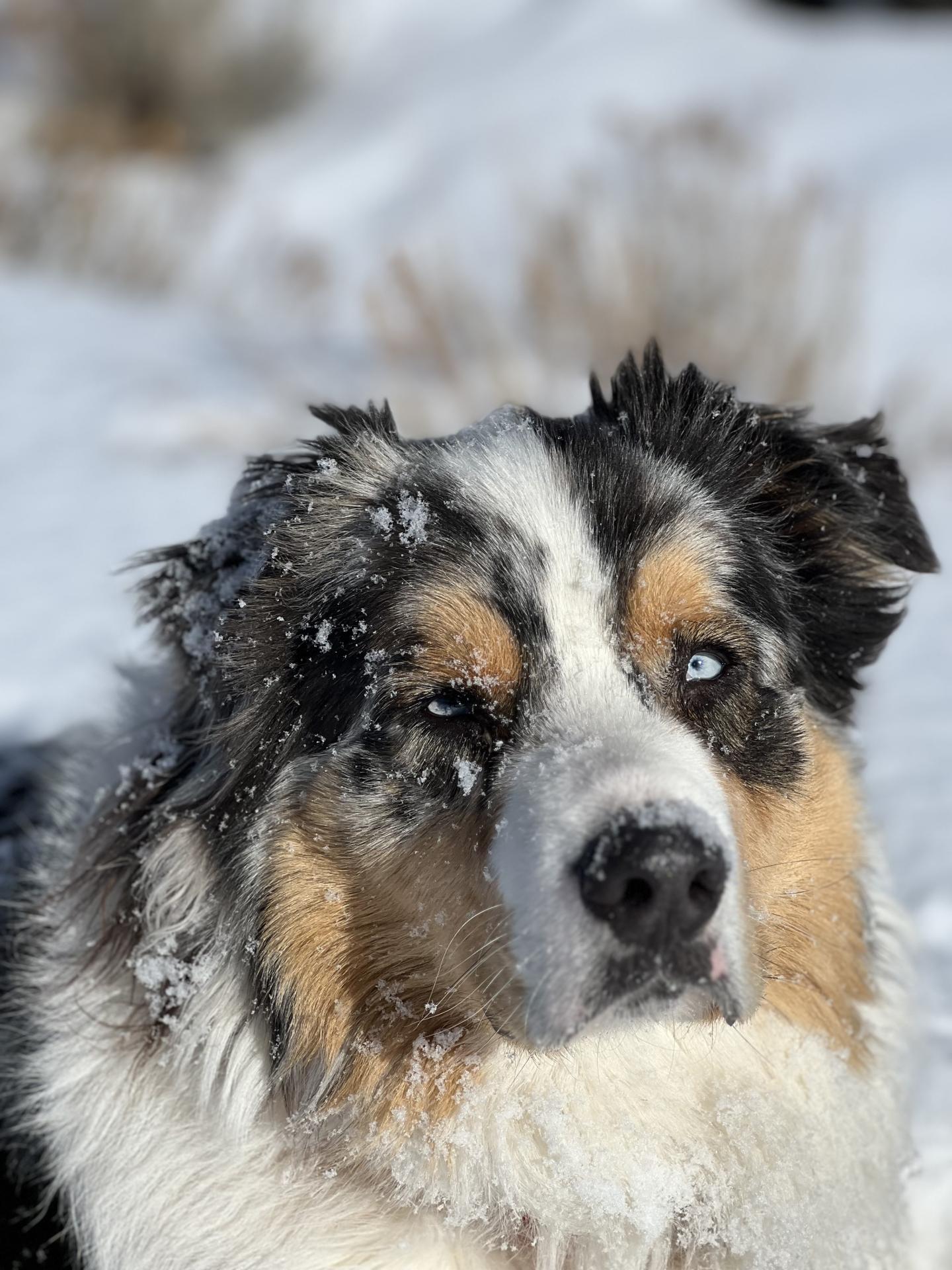 Aussie in the snow