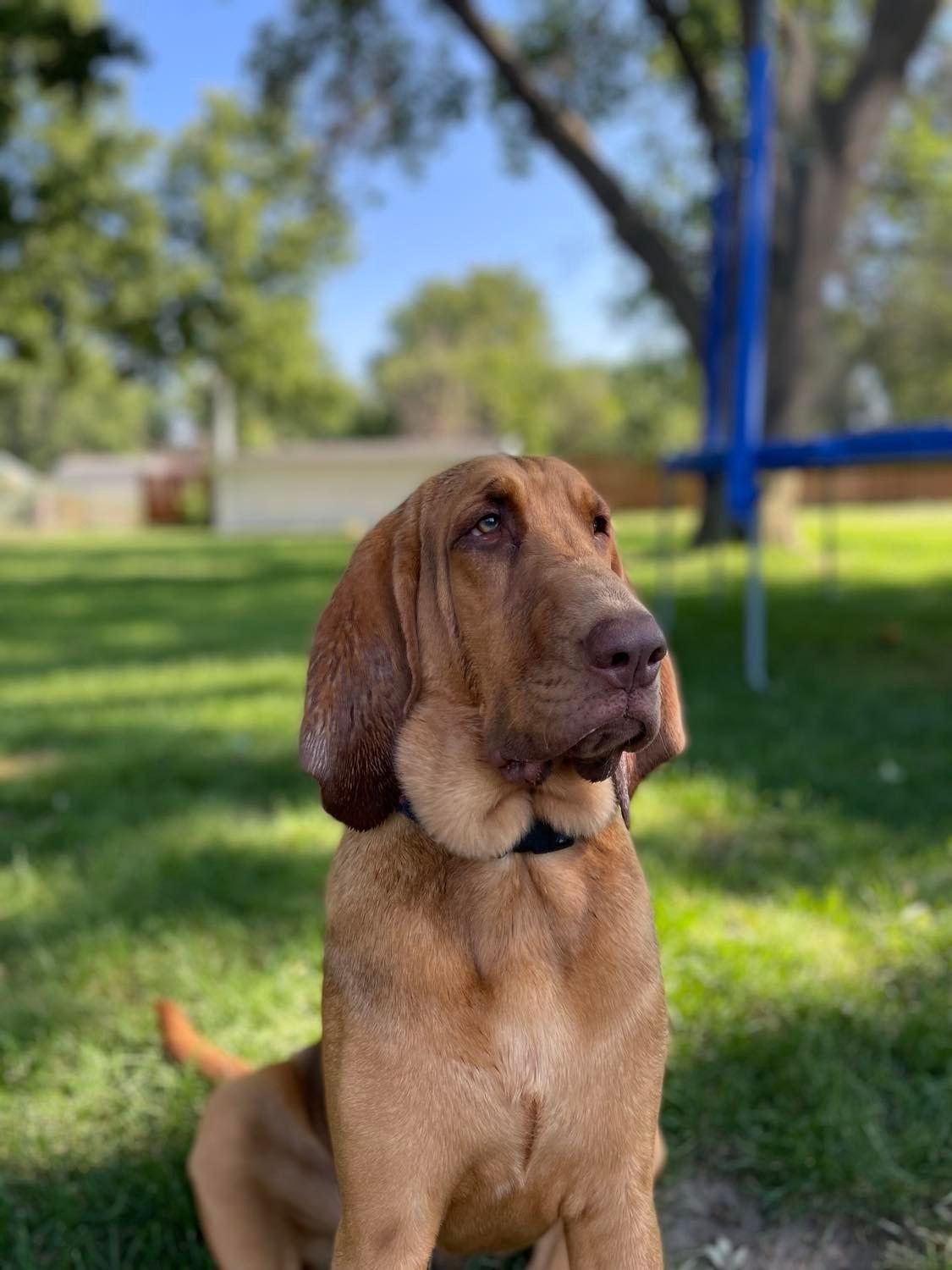 bloodhound posing