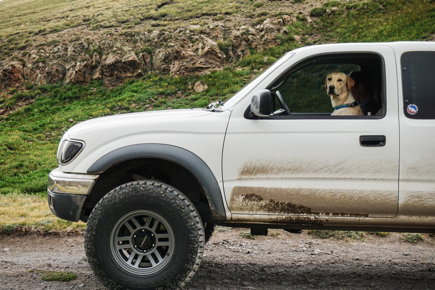 Dog drives pickup