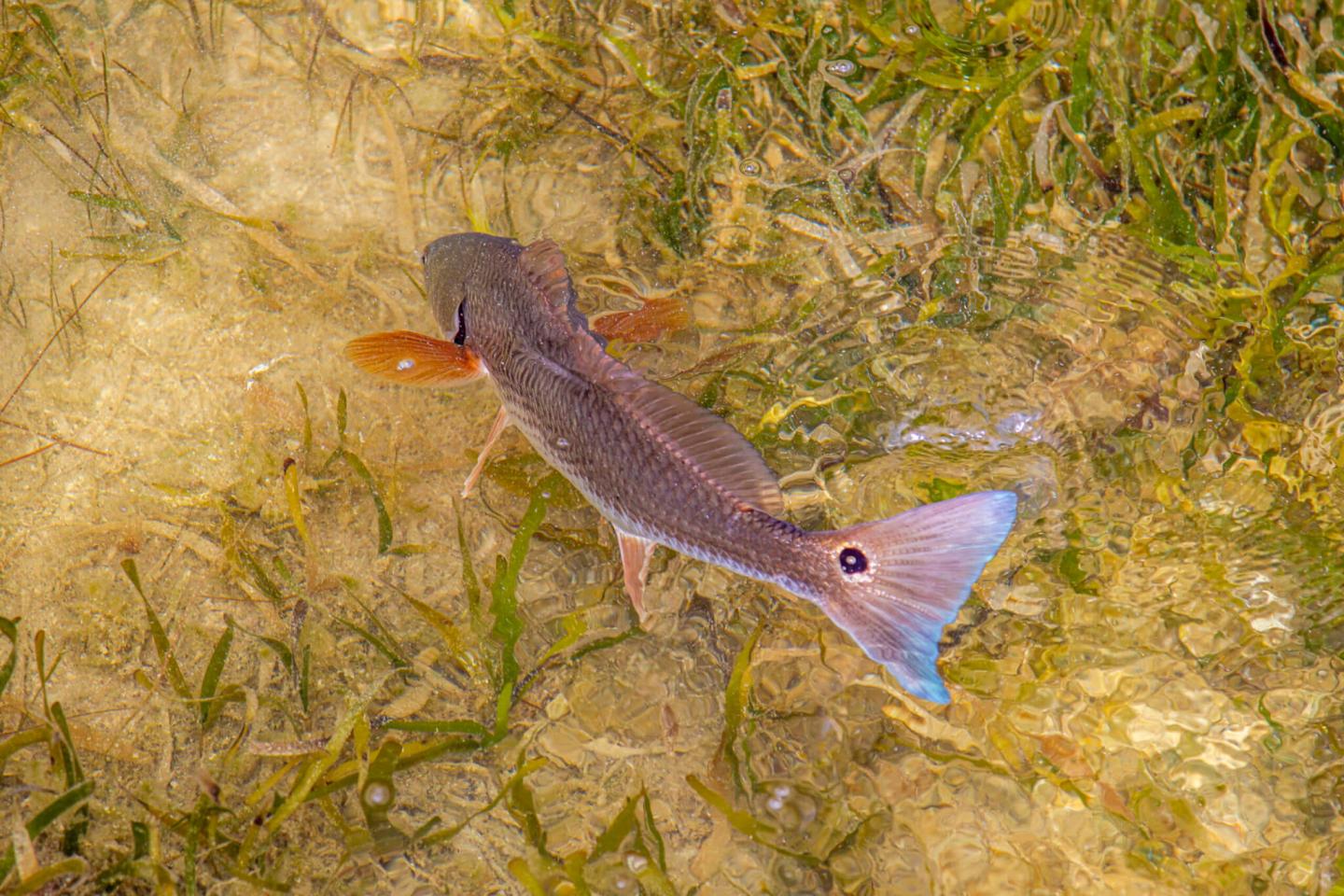 redfish swimming