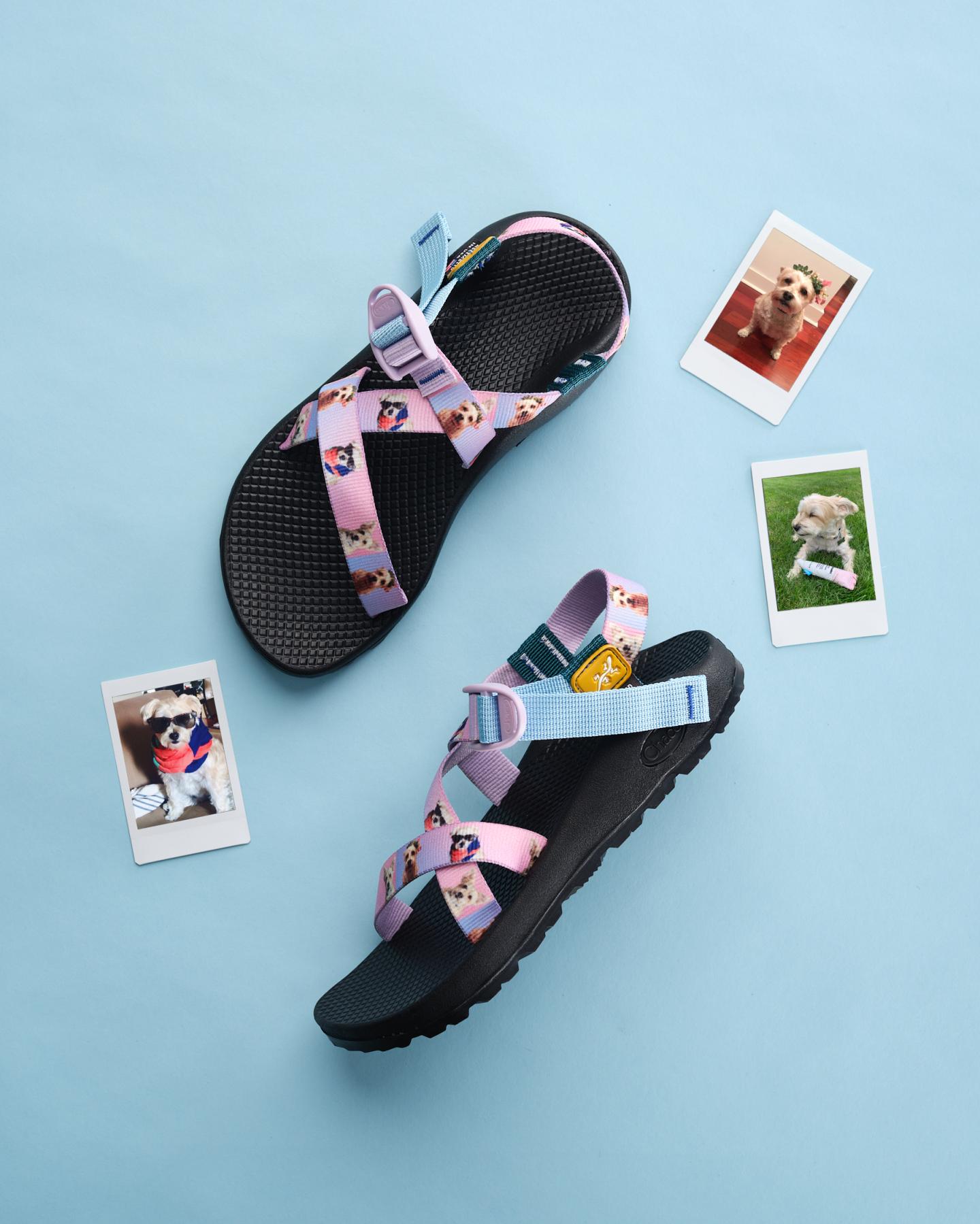 Chaco National Dog Day Image