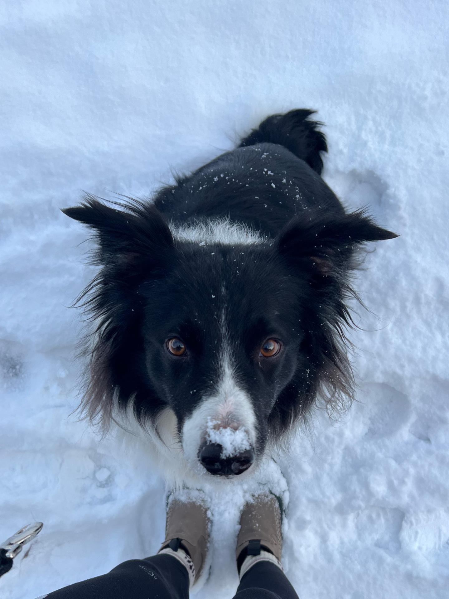 Apollo the dog sitting in the snow