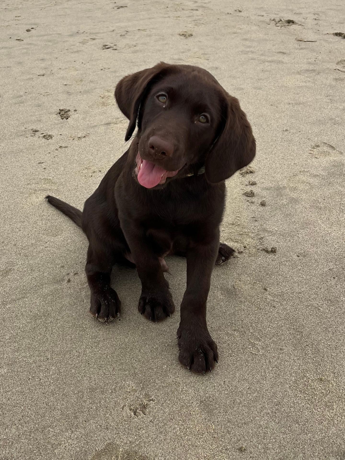 Benson the puppy on a beach