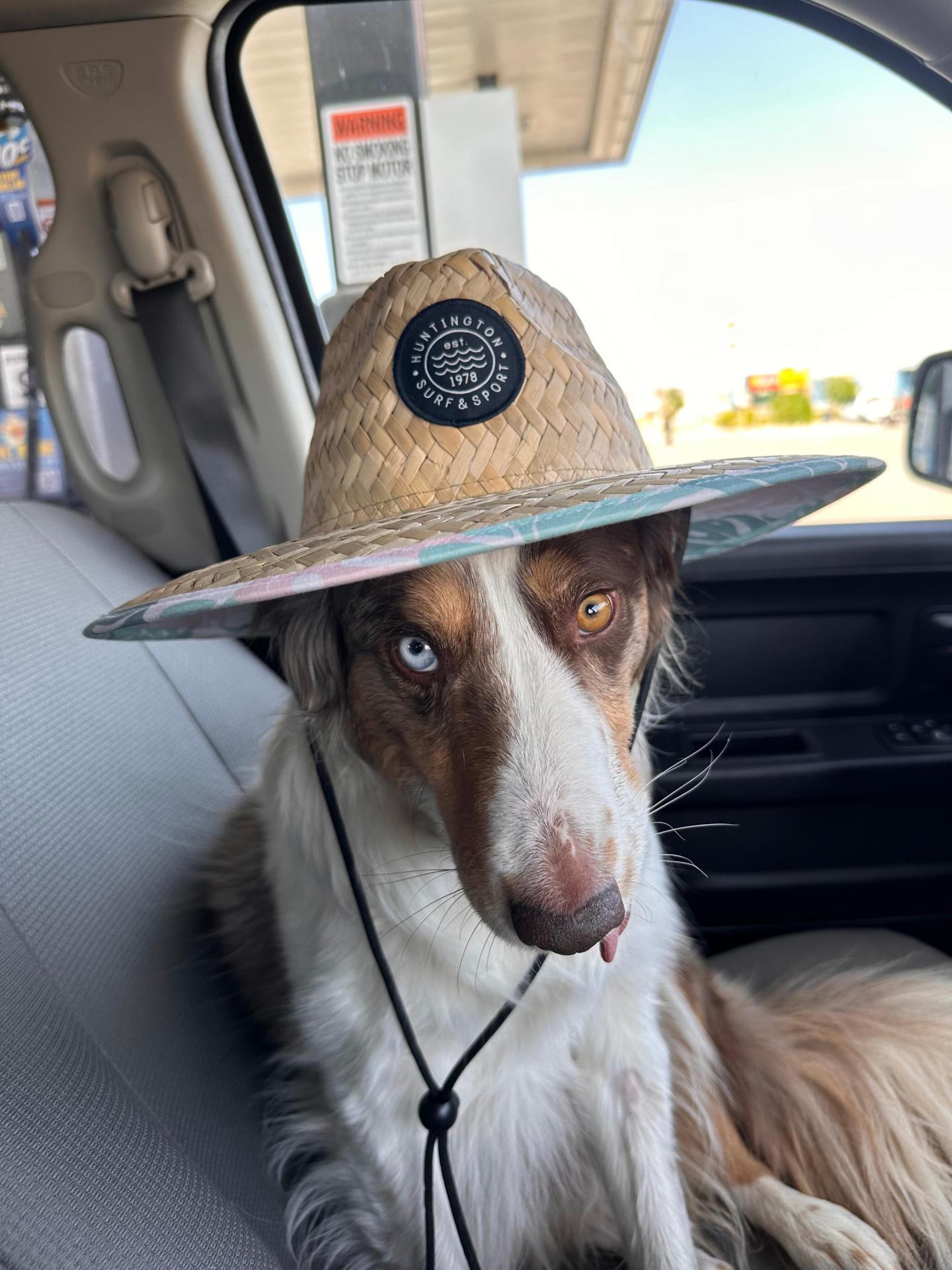 Callie the dog