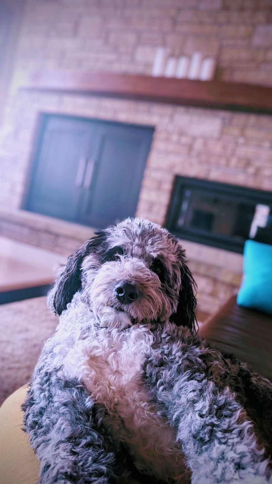 Chili the dog laying back on a couch