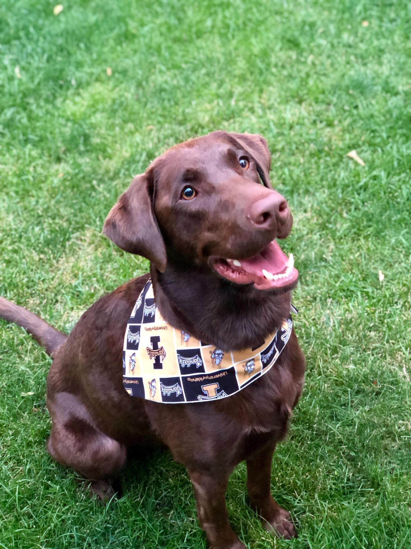 Chip the dog