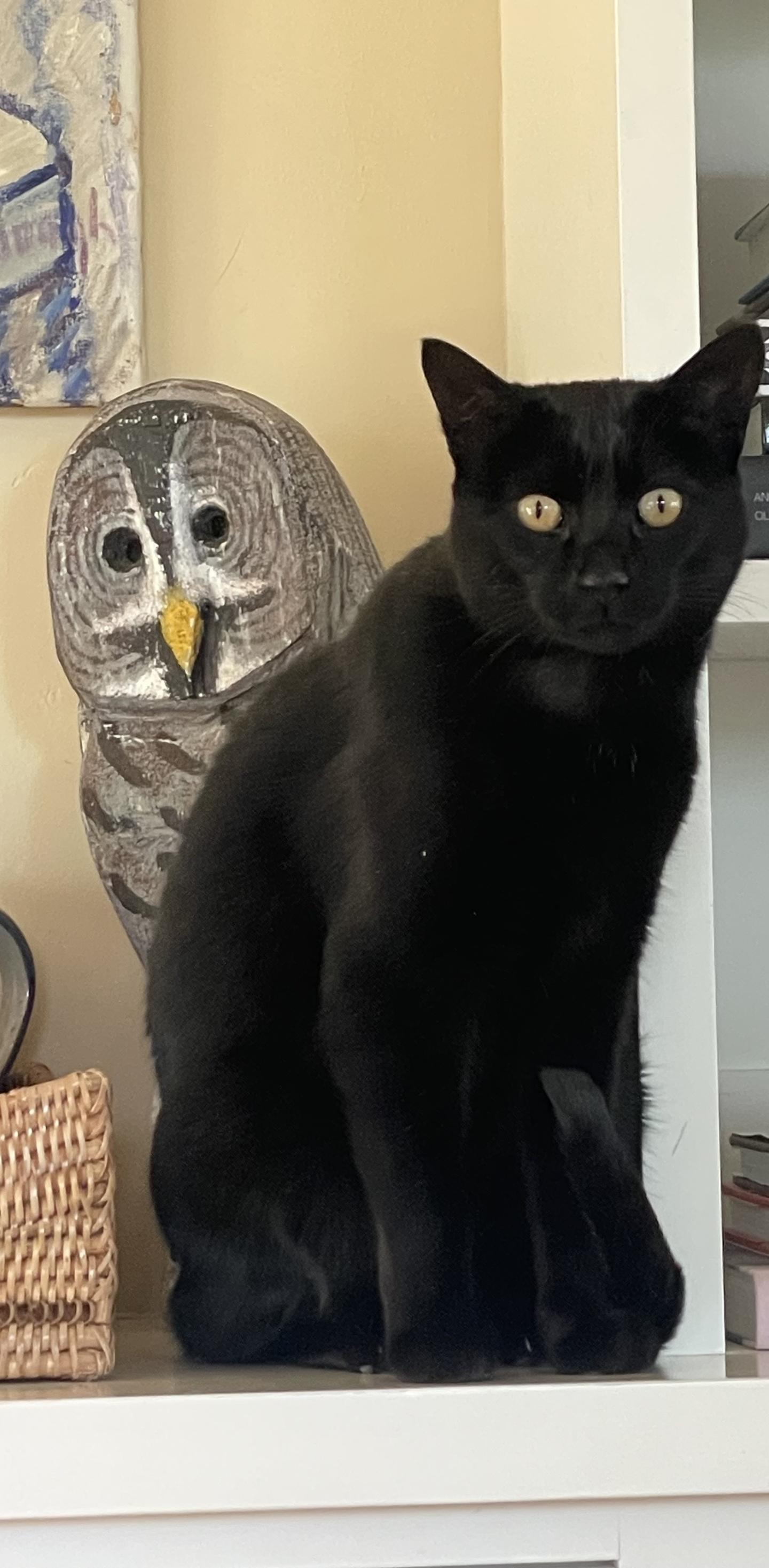 Chai the cat sitting on a shelf with a wooden owl behind him