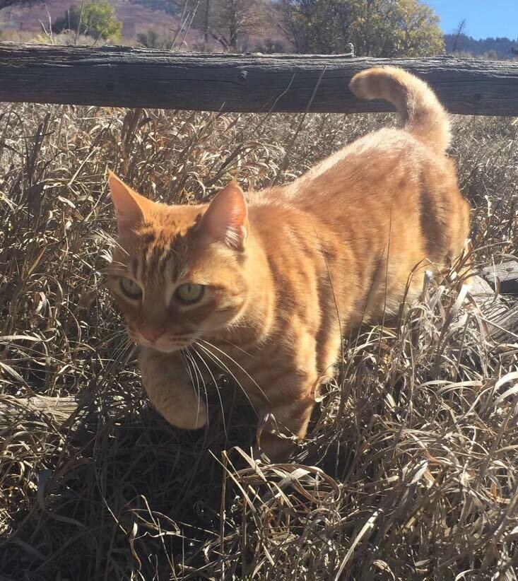 Clockie a orange cat in a field
