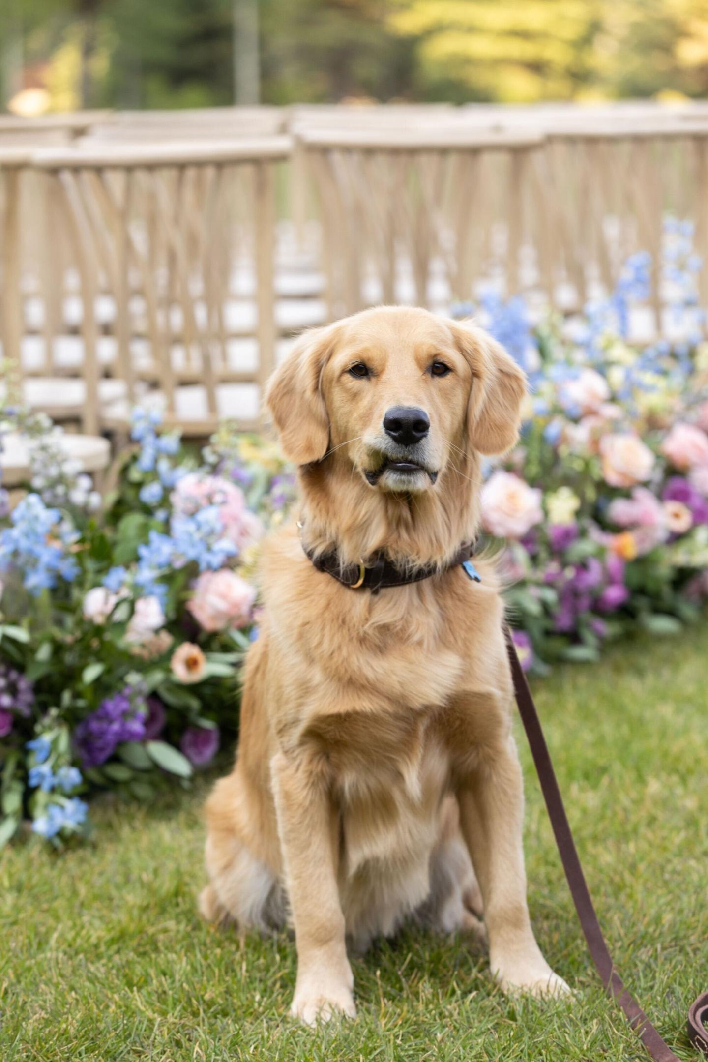 Copper the golden retriever