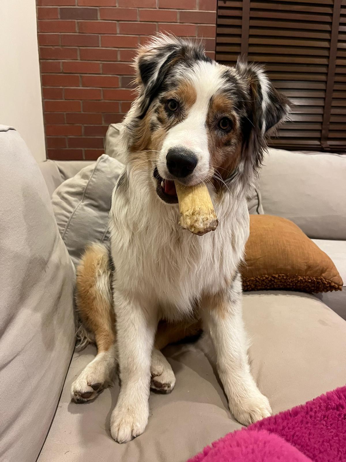 DJ the dig with a toy in his mouth 