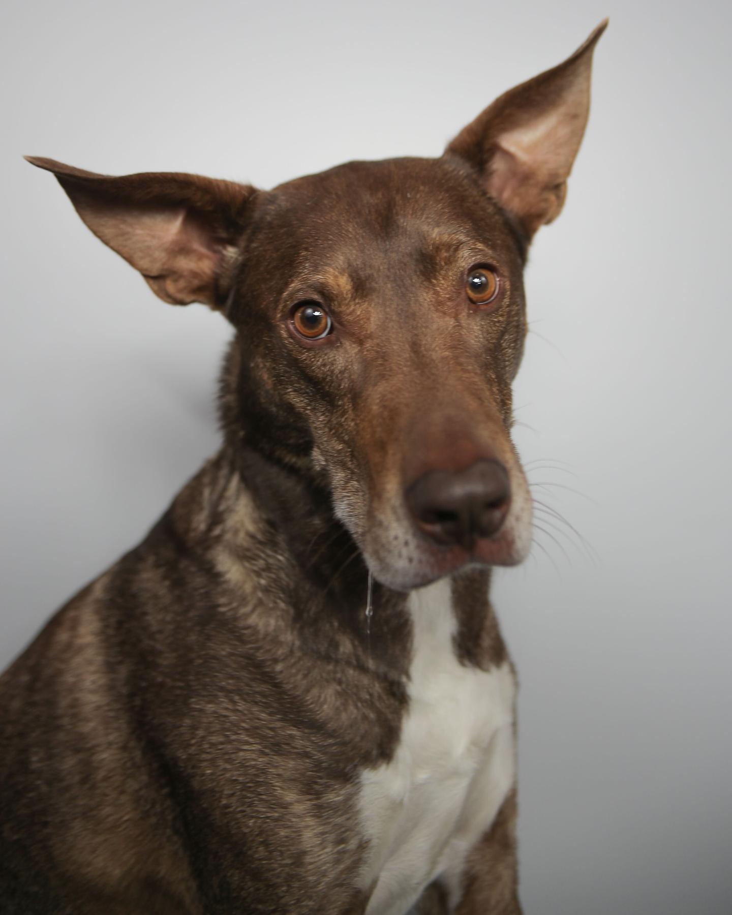 Forest the brown dog
