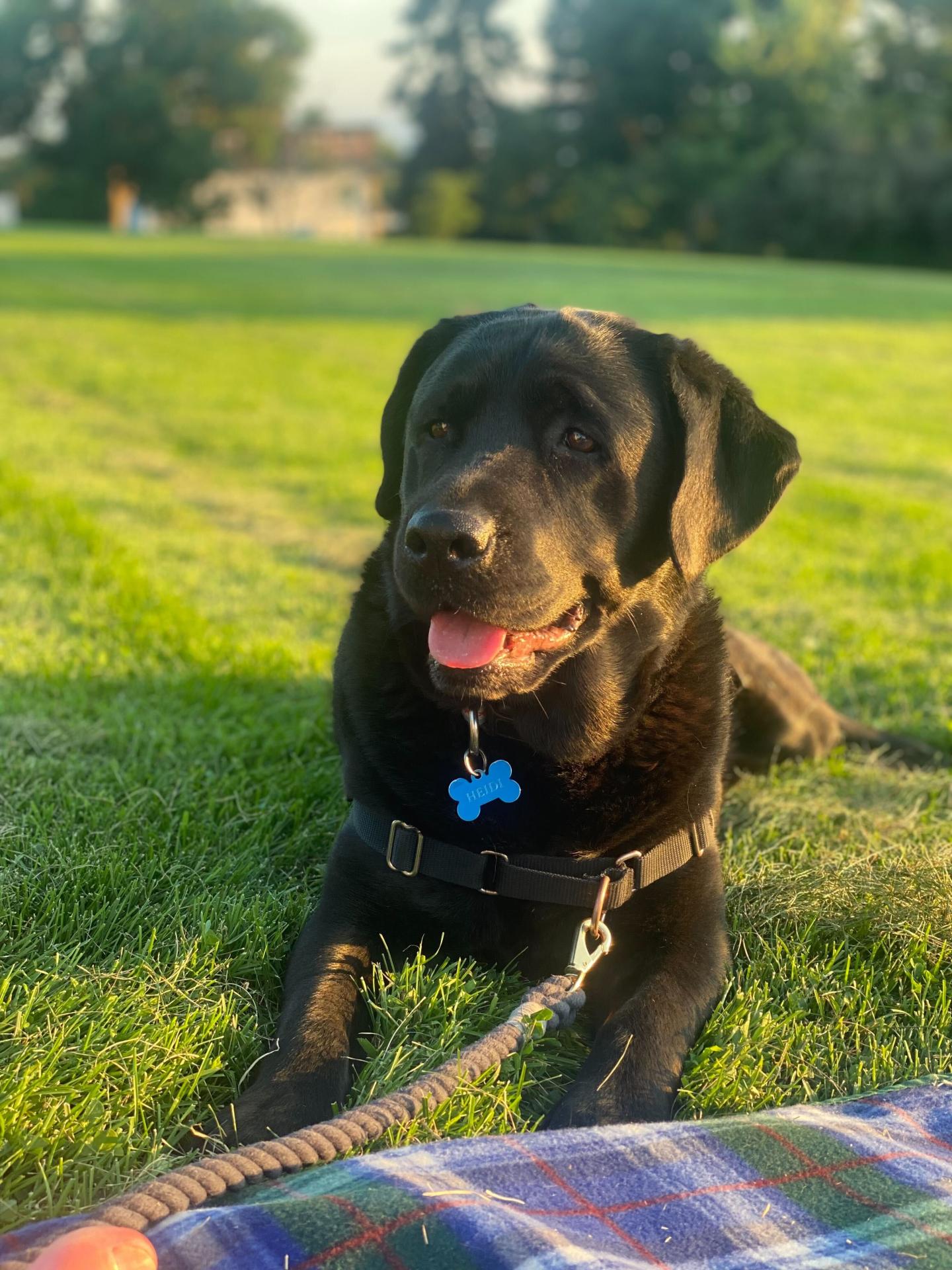 Heidi a black lad laying on green grass