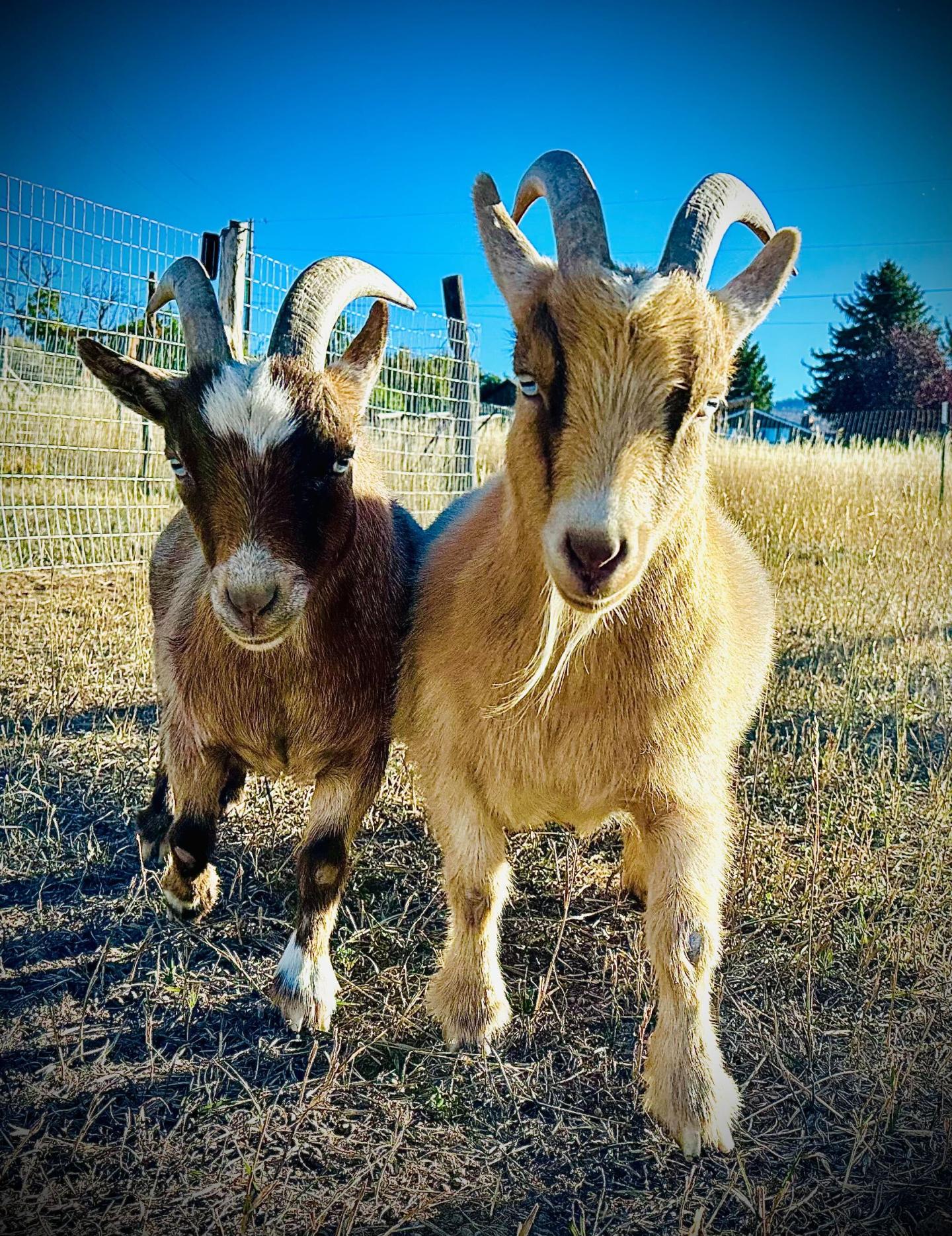 Henri and Miles the goats