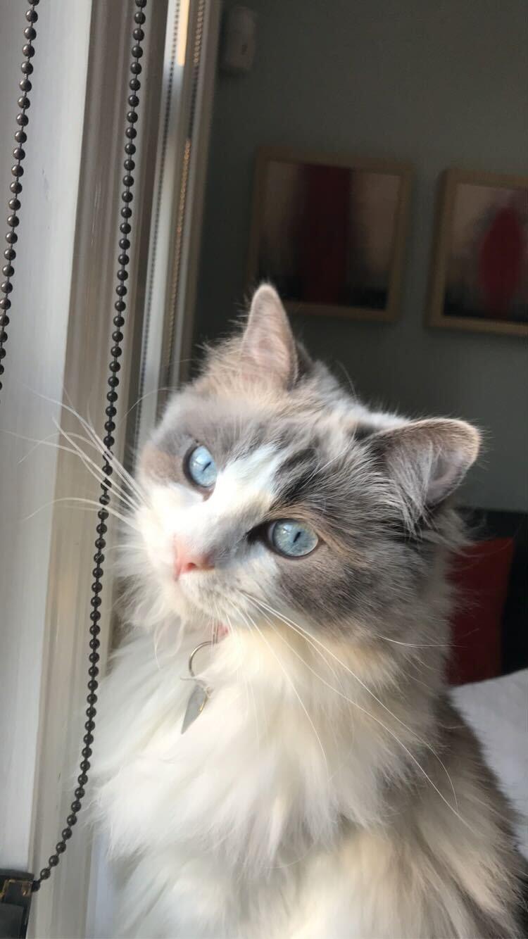 Hoolie the cat sitting by a window