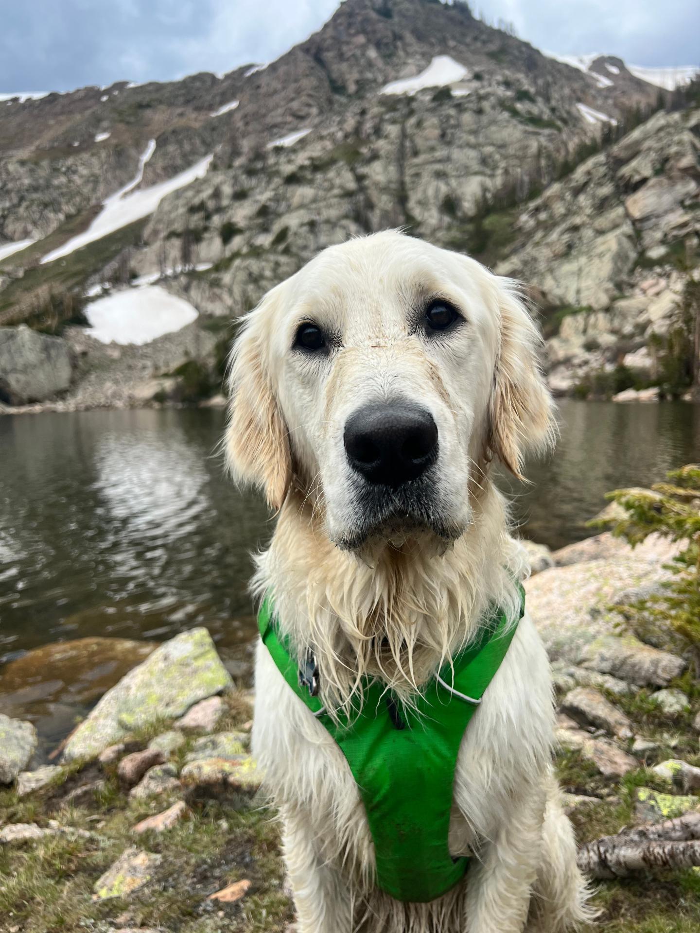 Hopper the dog wet after playing in a high mountain lake