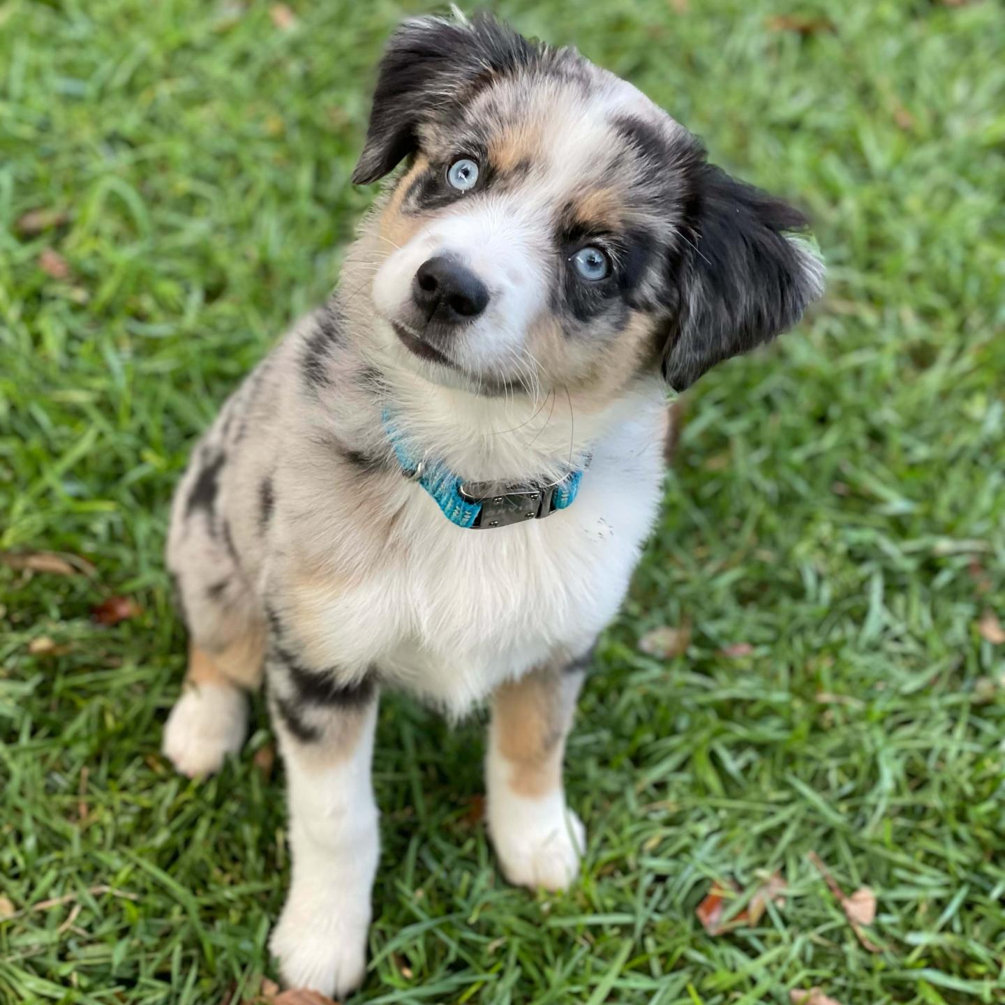Ivy the puppy looking at the camera