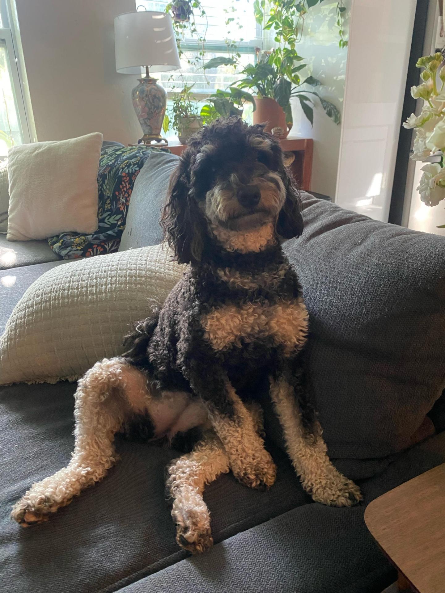 Jones the dog sitting on a couch