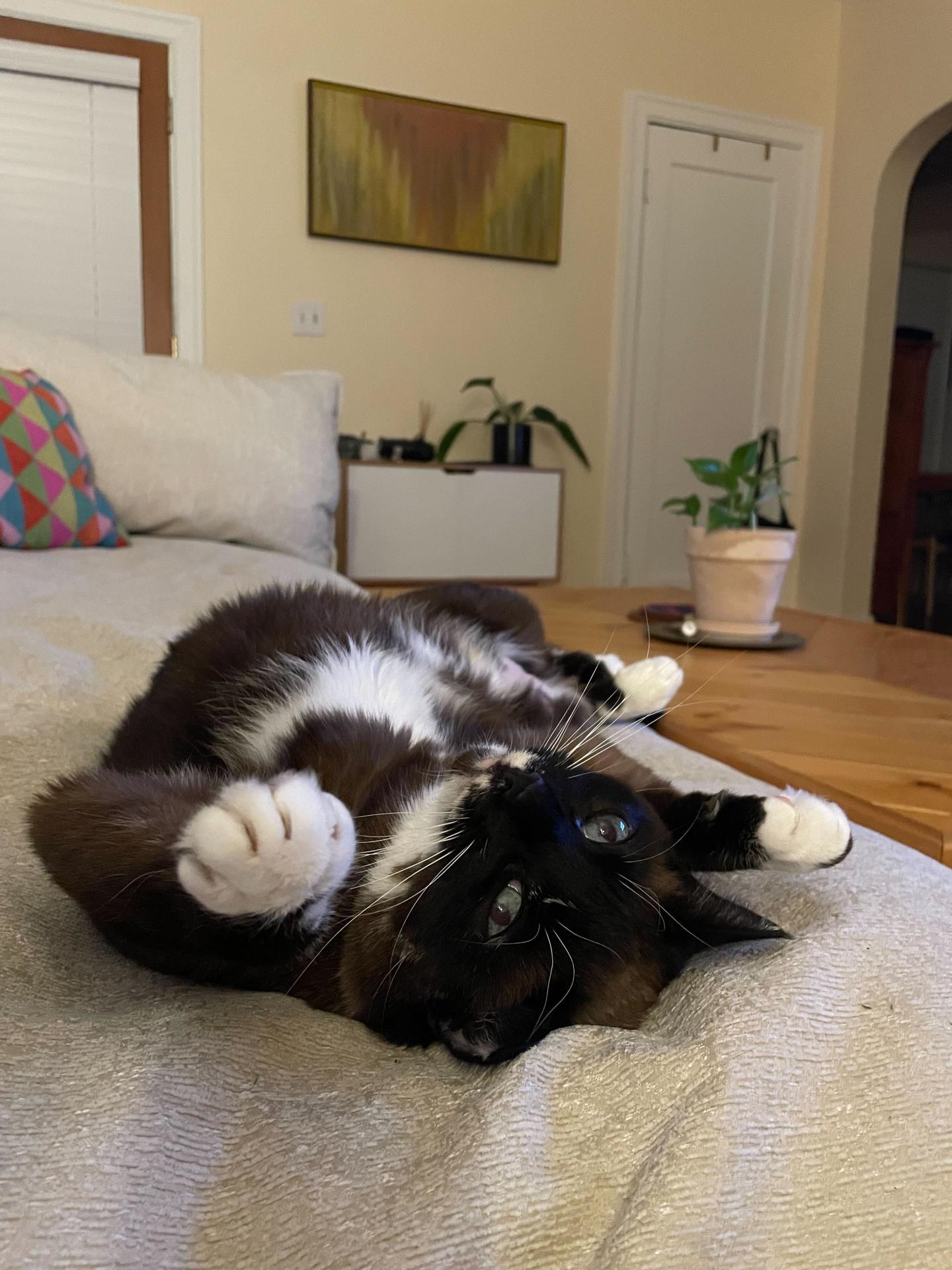 Kitty the cat laying on her back on a couch