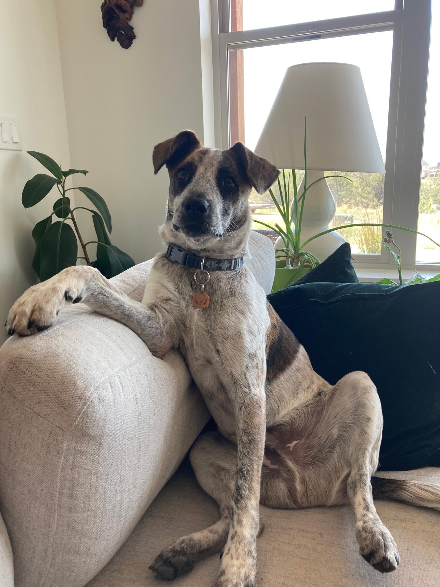 Laika the dog sitting on the couch with his arm up on the side