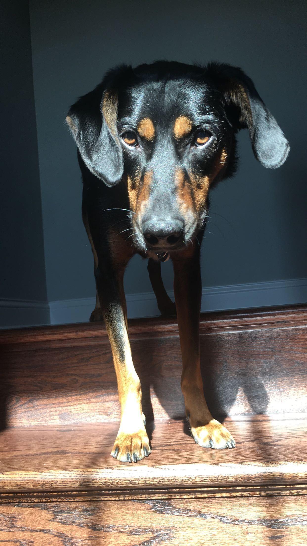 Lilly the dog standing at the top of stairs