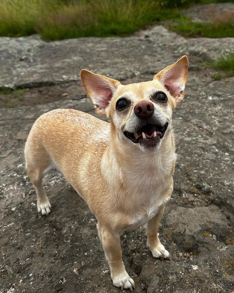 Luna the dog looking at the camera