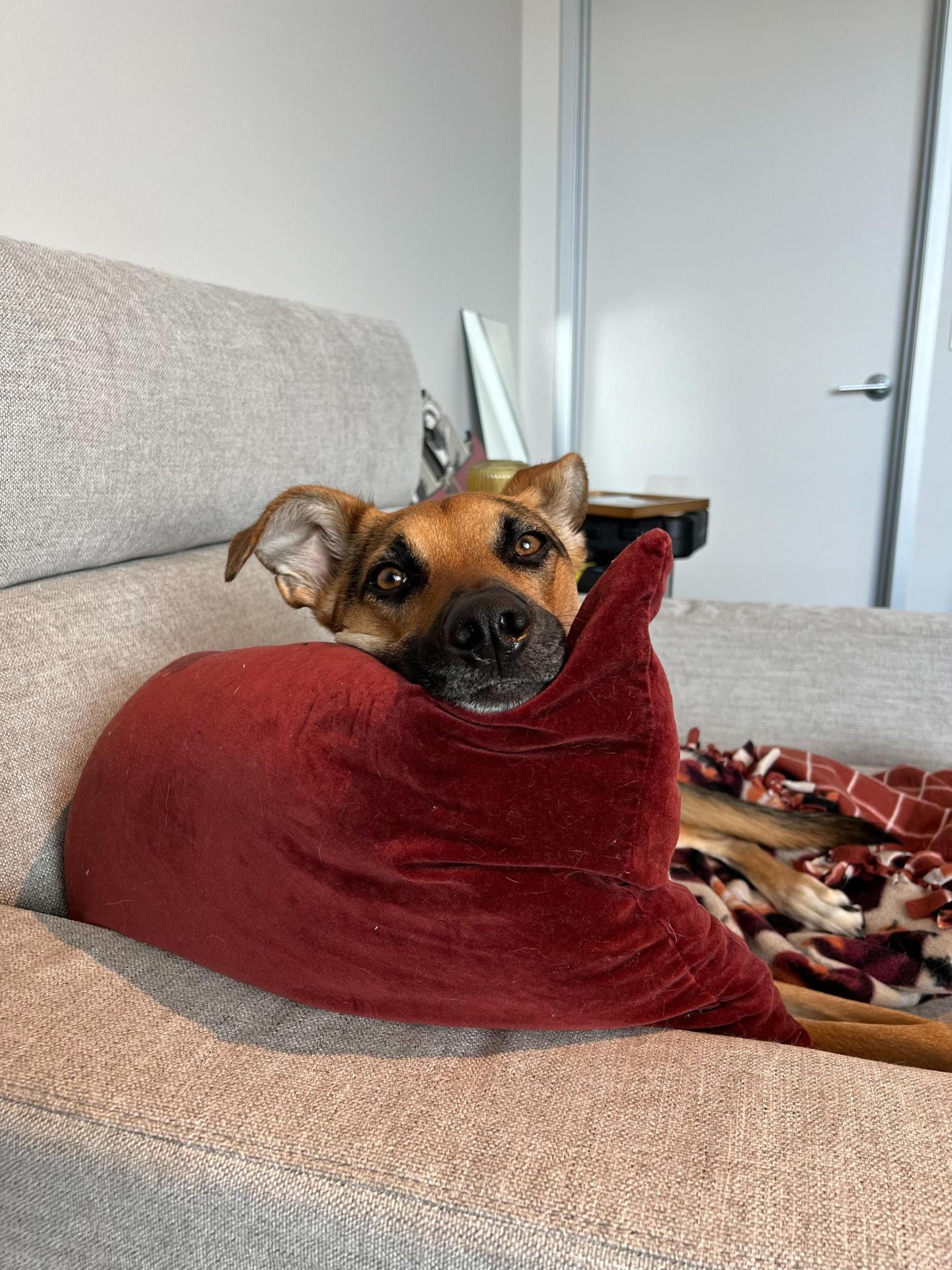 Mable the dog laying on a red pillow