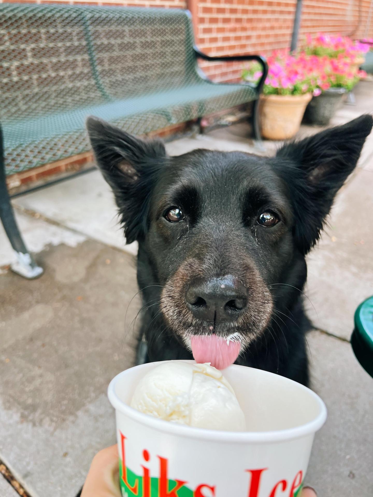 Maci the dog eating ice cream 