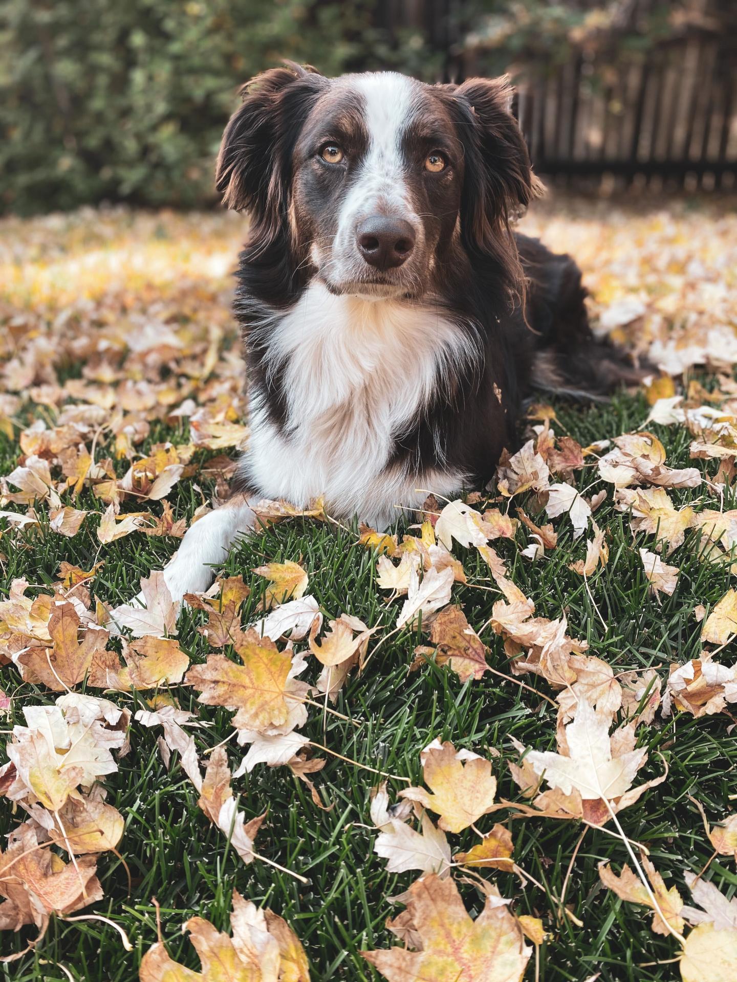 Margot the dog laying in fall leaves
