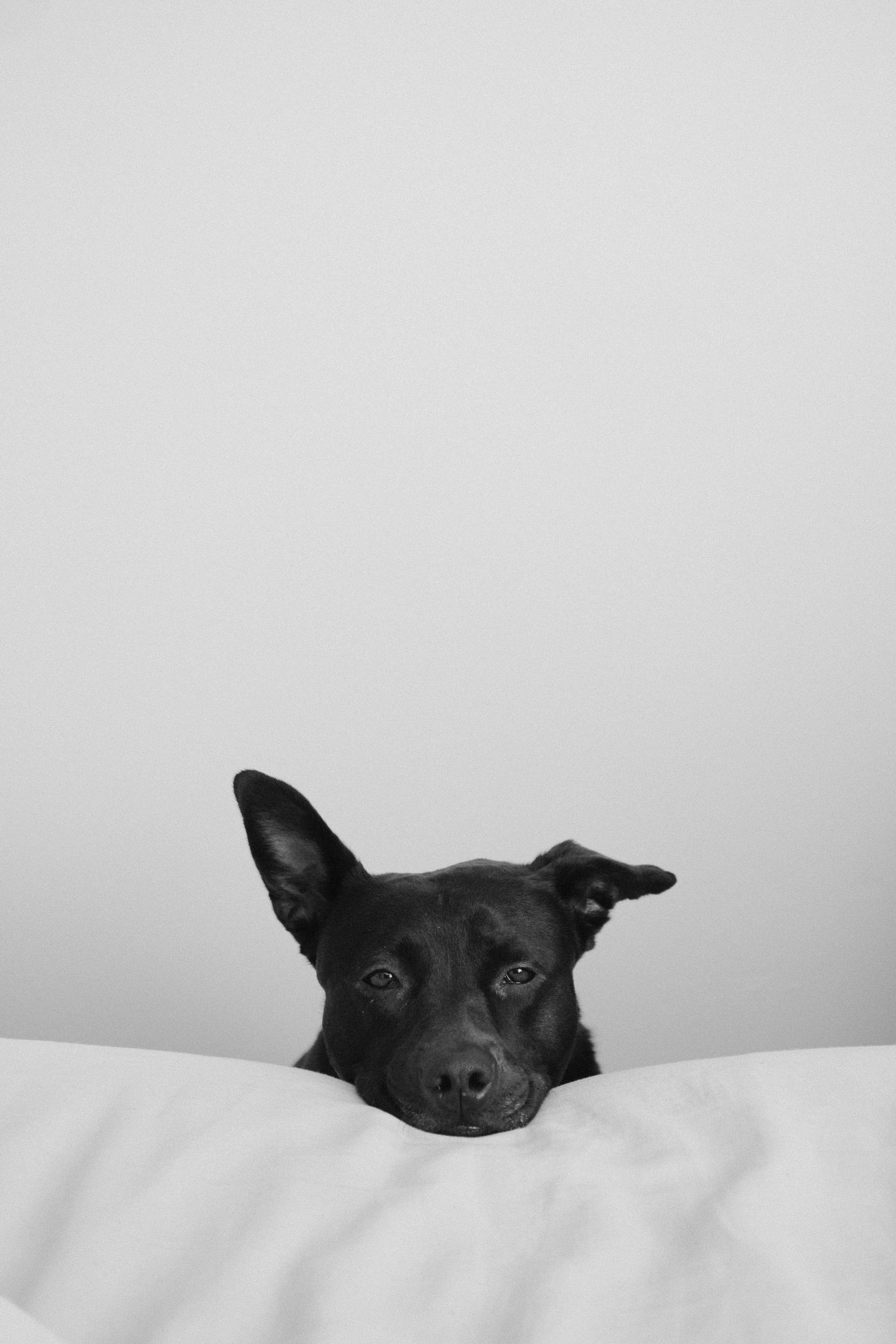 Margot the dog laying his head on a pillow