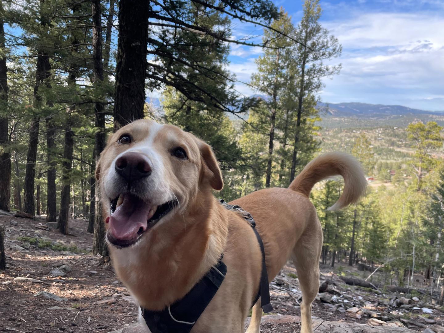 Meeko the dog on a hike