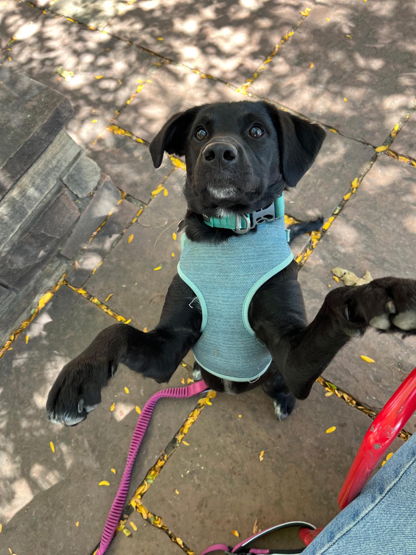 Mia the dog standing up on back legs