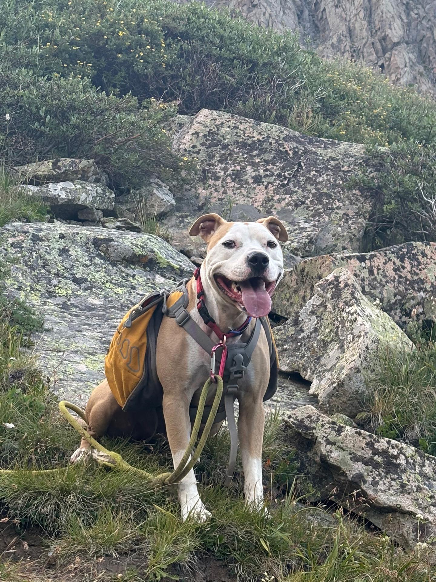 Moose the dog with a backpack on