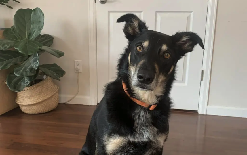 Mooshu Chin the dog looking at the camera