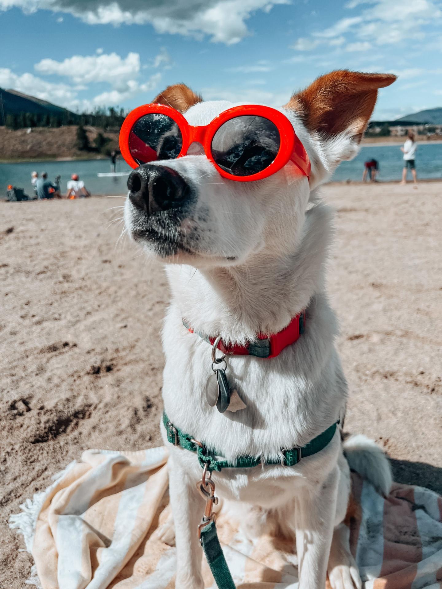 Mr. Kraft the dog wearing red sunglasses on a beach