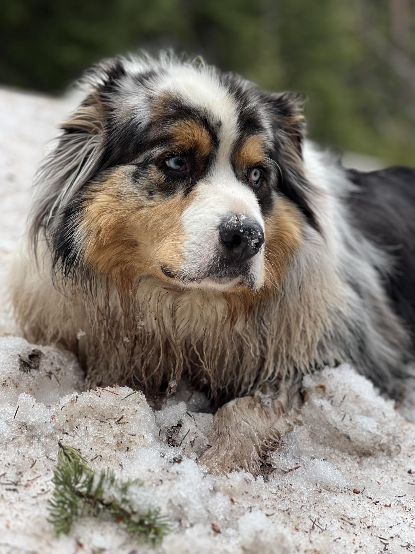 Neve the dog laying in snow