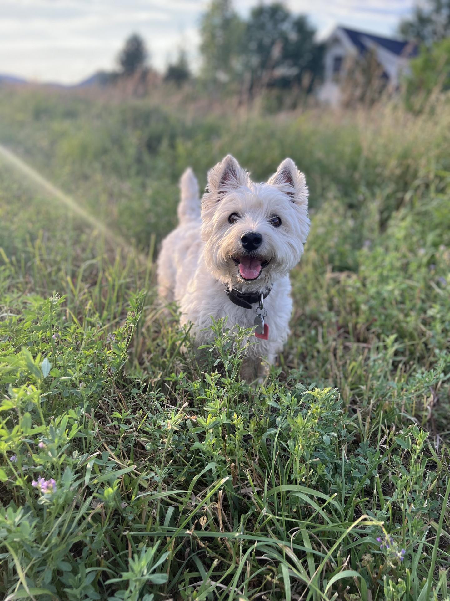 Otis the dog in a field