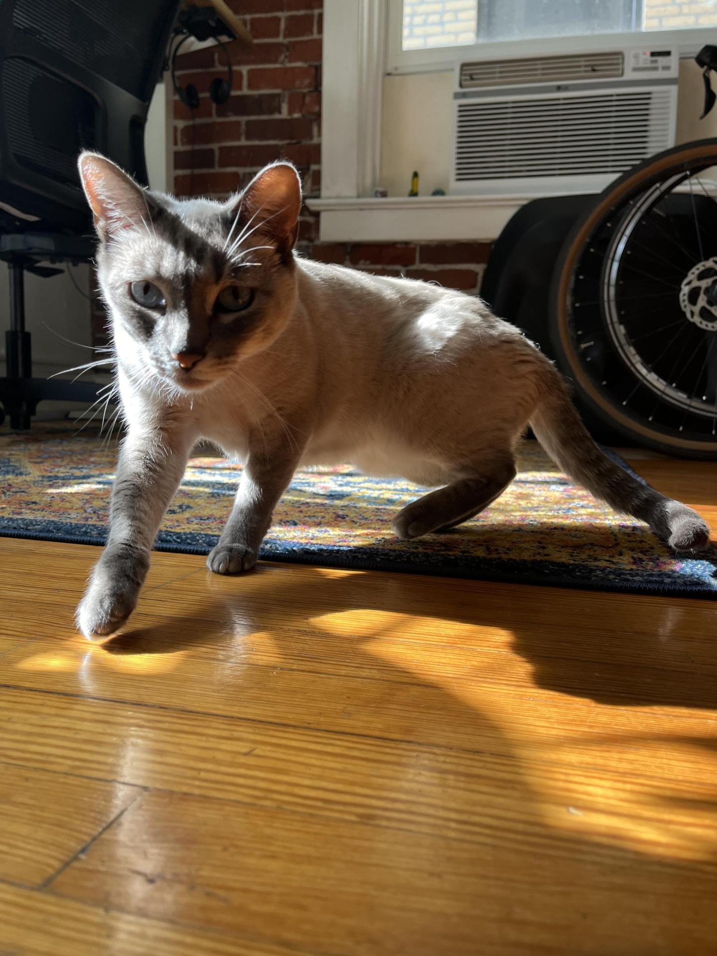 Panini the cat