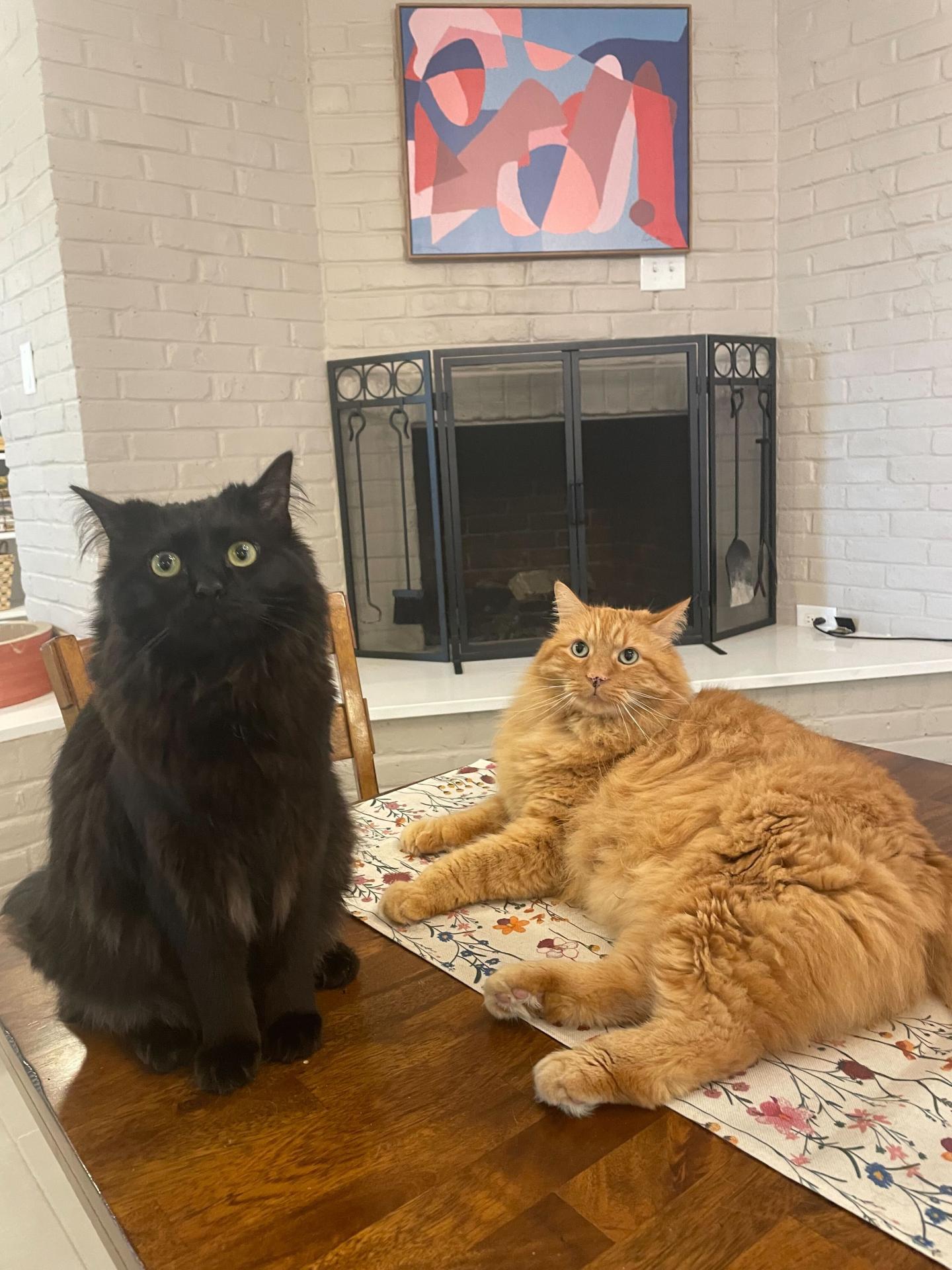 Pepper and Chunk a back and orange cat