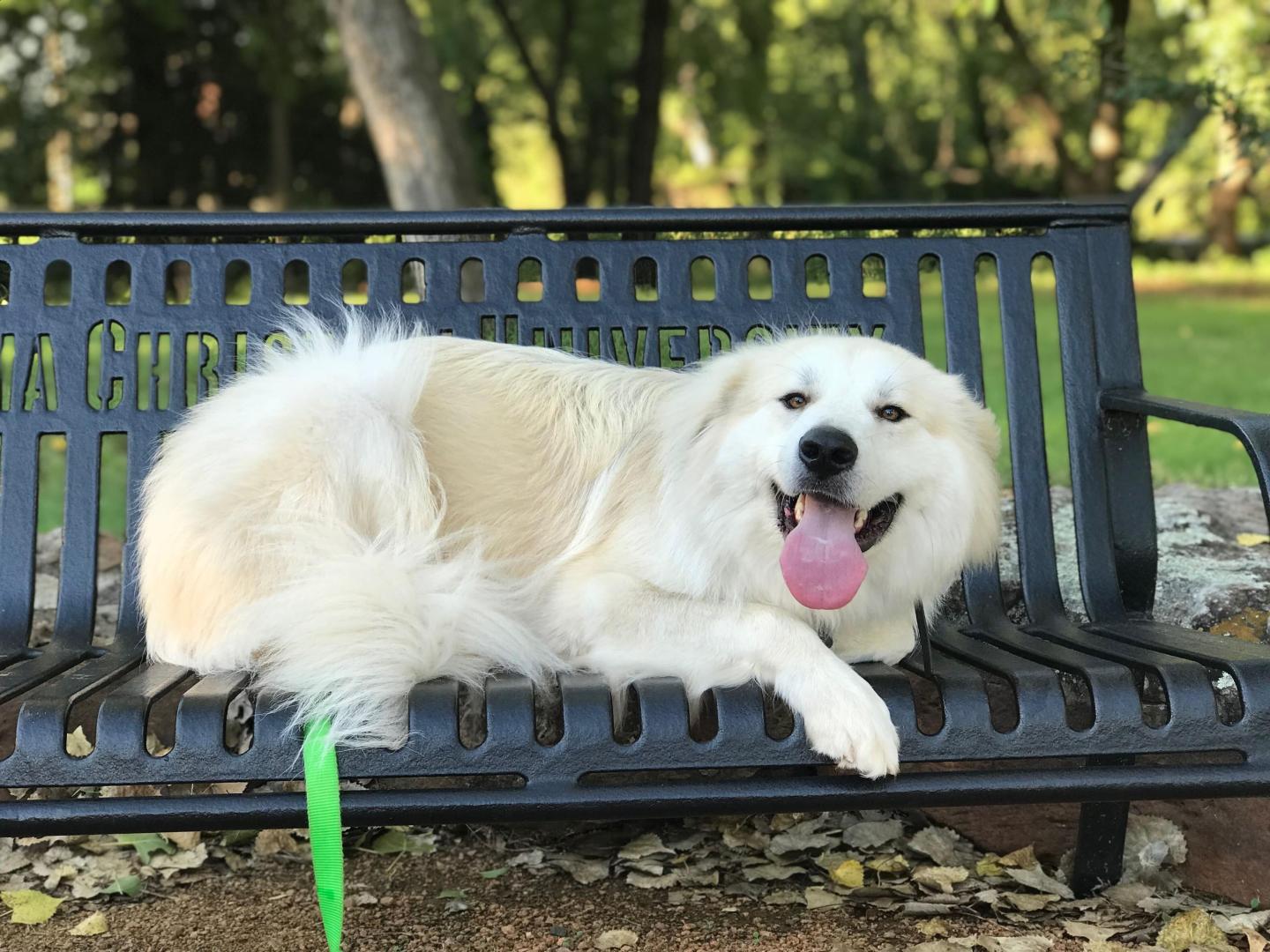Petey Thompson the dog laying on a bench
