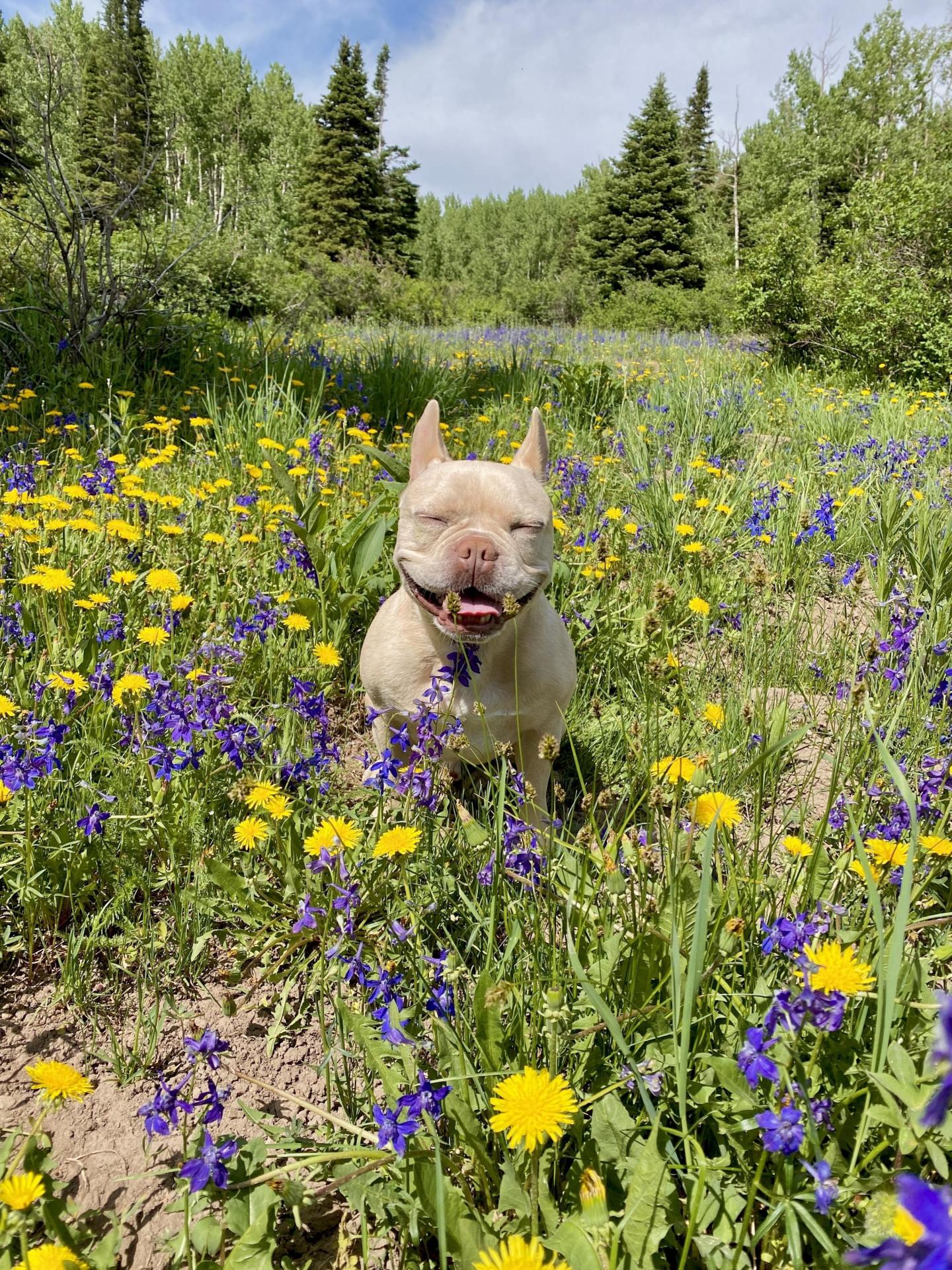 Petey the dog in a field of flowers