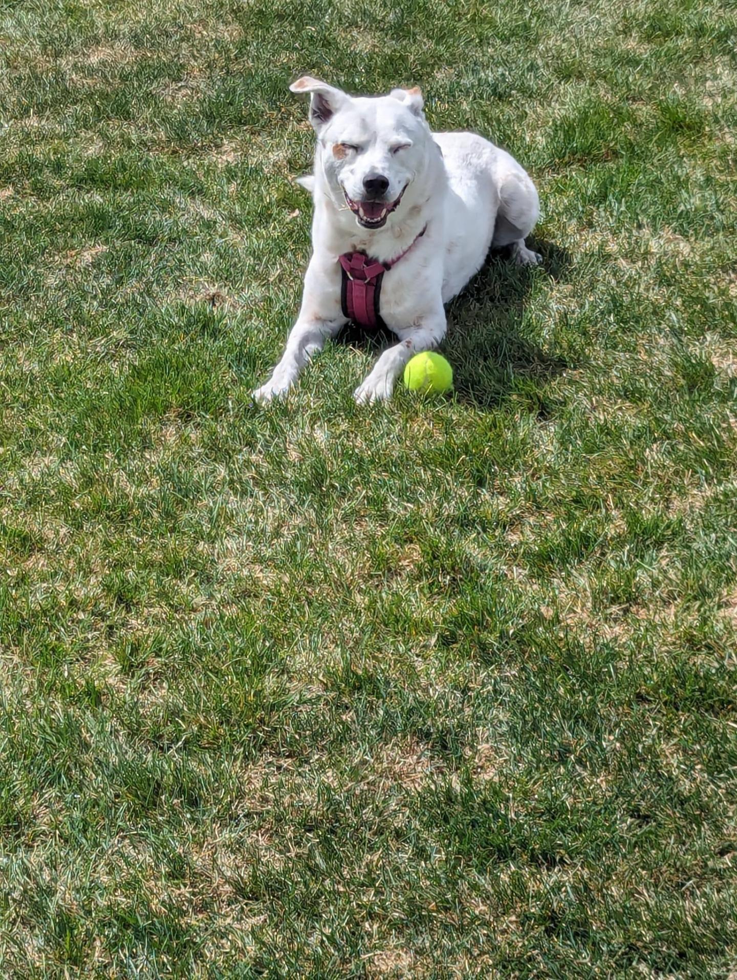 Poonchkey the dog taking a break from fetch