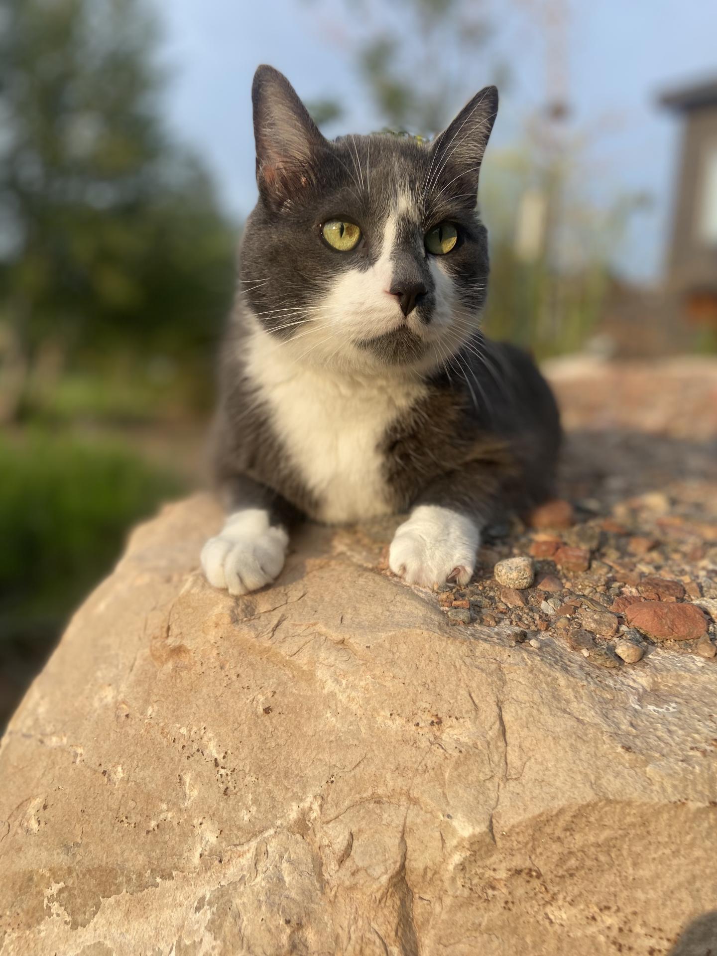 Puck the cat on a rock