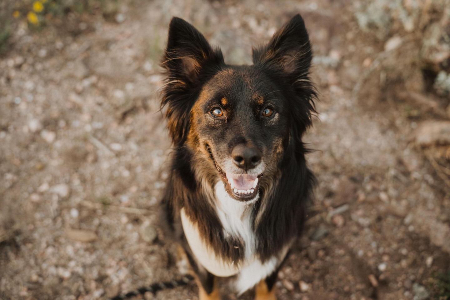 Ranger Rex the dog smiling up at camera