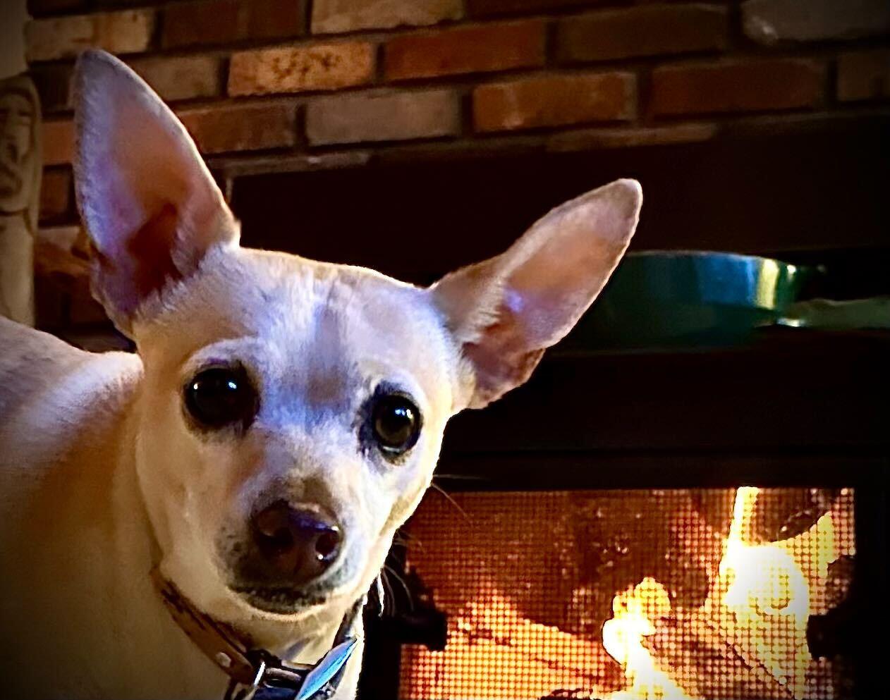Rio the dog by a fire place