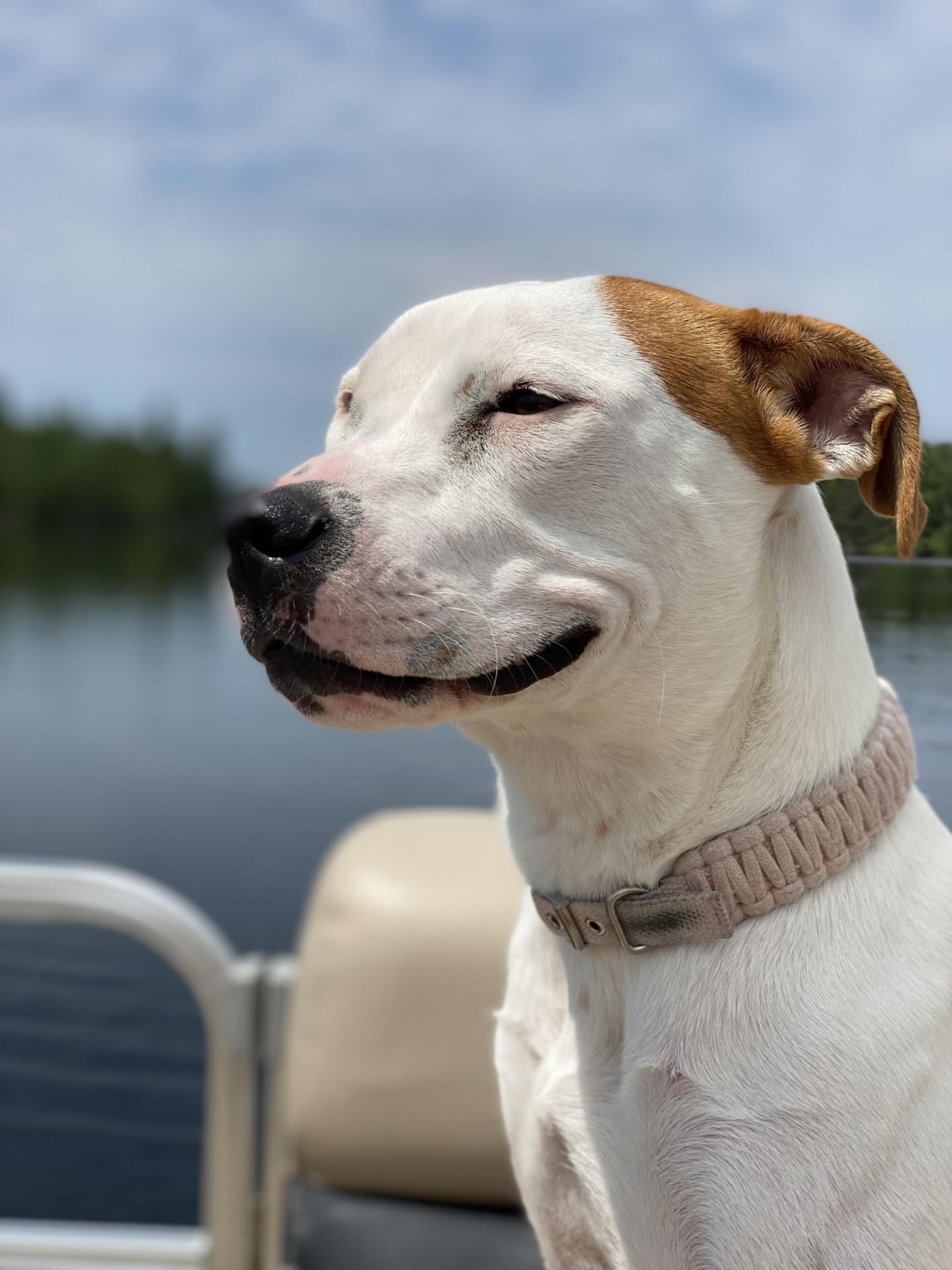 Rosie the dog smiling on a boat